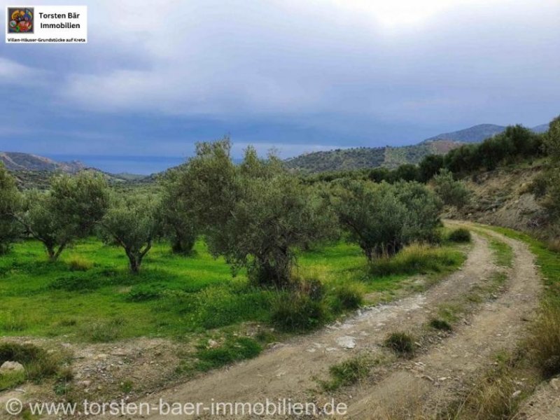 Agia Galini Kreta, Ag. Galini Olivenhain 130.000 m². Grundstück kaufen